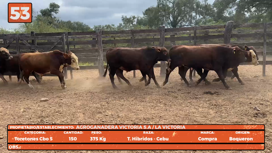 Lote LOTE 53