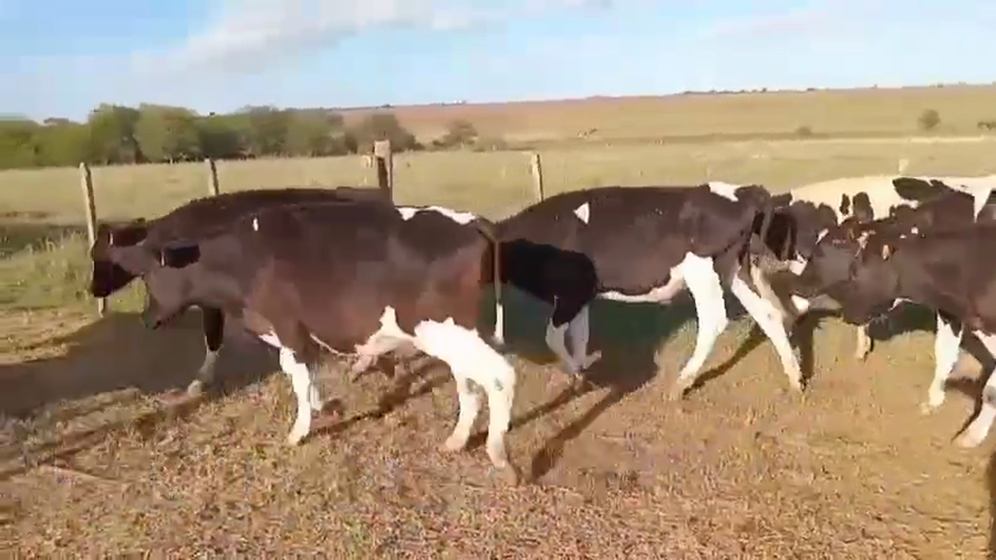 Lote NOVILLOS DE 1 A 2