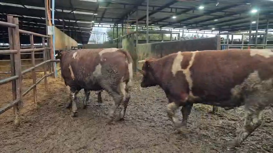 Lote 20 Novillo Gordo en Linares, VII  Región Maule