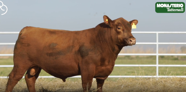Lote TOROS GENERALES, CONTROLADOS Y REGISTRADOS