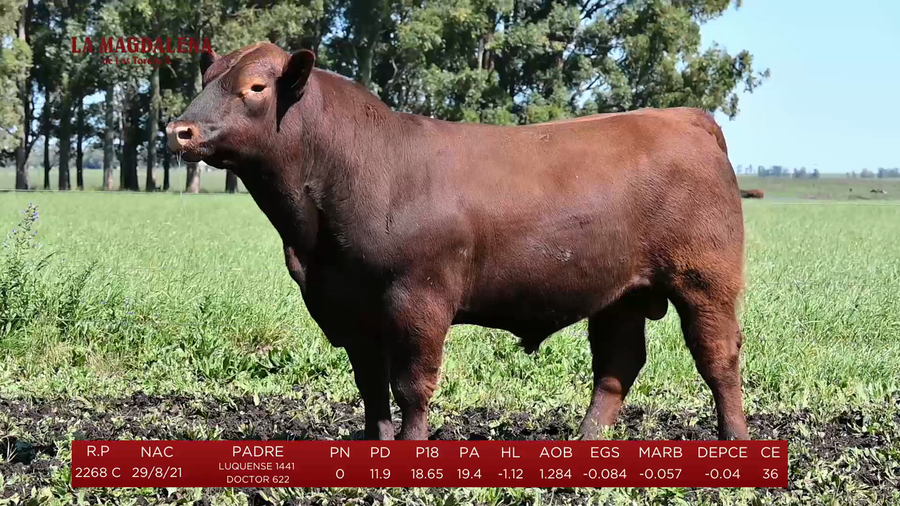 Lote Toros a remate en La Magdalena y San Carlos, Artigas