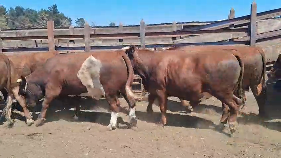 Lote 20 Novillo Gordo en Los Ángeles, VIII Región Biobío