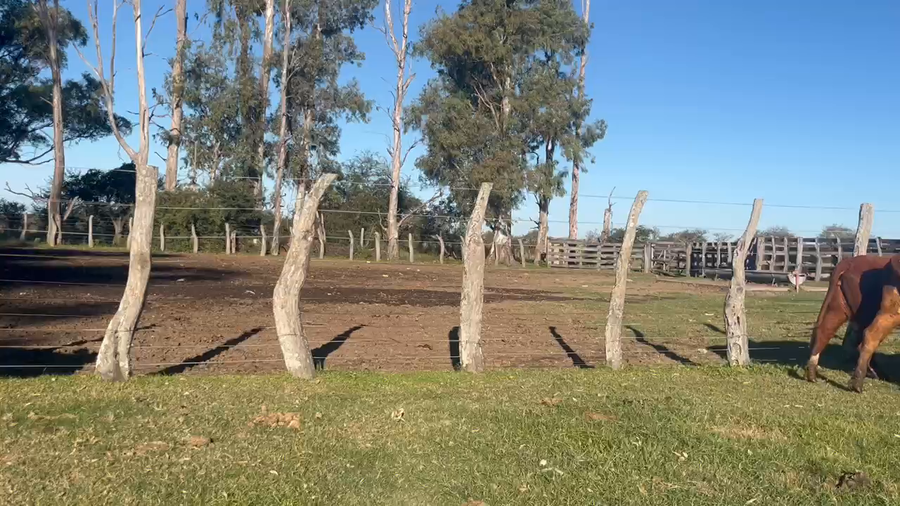 Lote 22 Vacas p/ invernar en Corrientes, Curuzú-Cuatiá