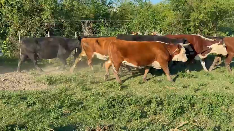 Lote 21 Vacas usadas preñadas