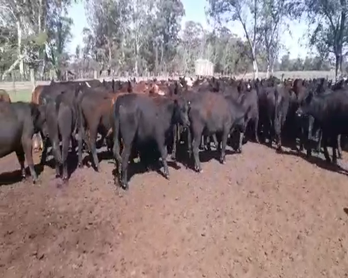 Lote 82 Novillitos en A. Alsina, Buenos Aires