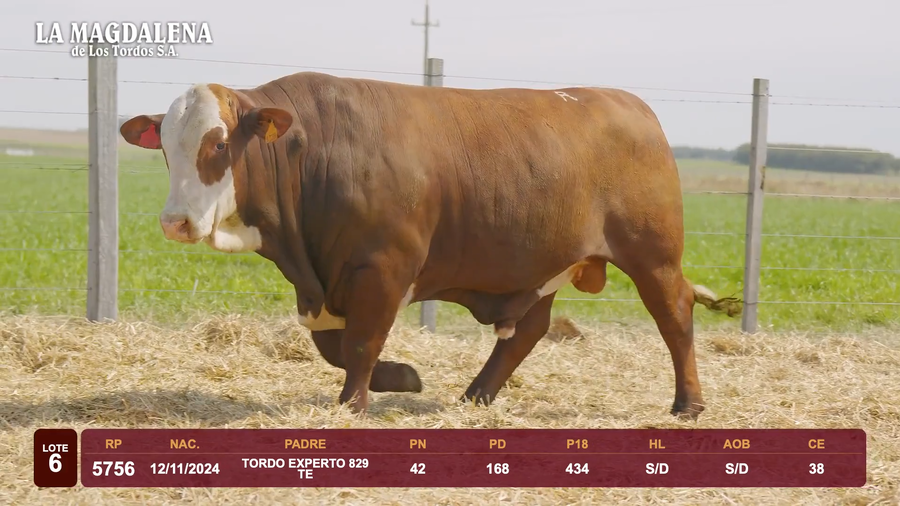 Lote Lote 6 - Braford