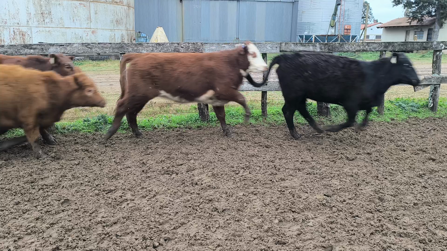 Lote 60 Terneras en Entre Ríos, Gualeguaychú