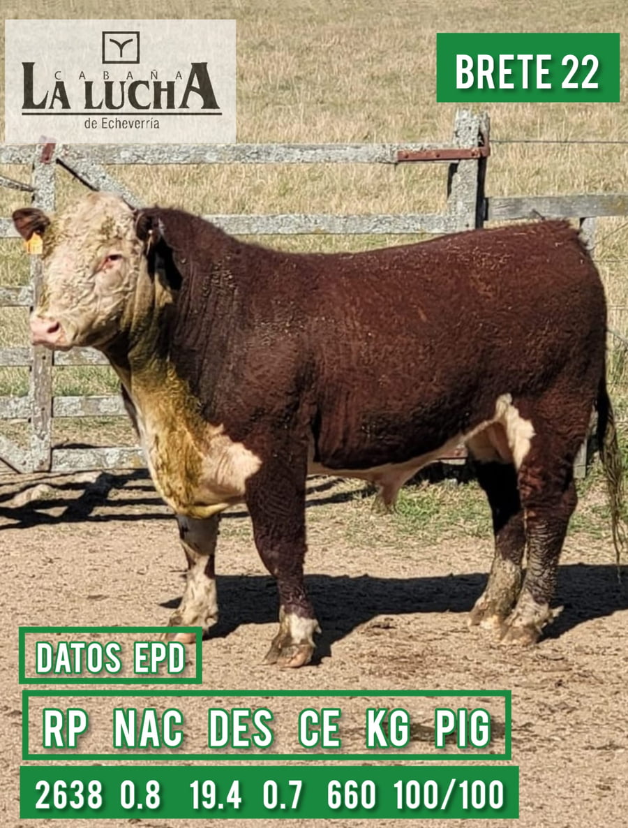 Lote TOROS POLLED HEREFORD PI