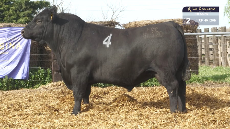 Lote TOROS ANGUS PURO CONTROLADO