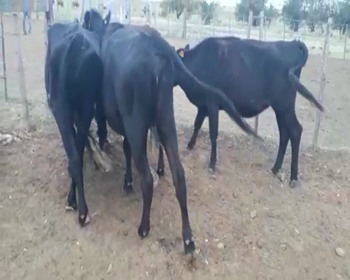 Lote 4 Vaquillonas 1 a 2 años KIWI a remate en Pantalla Camy, San José