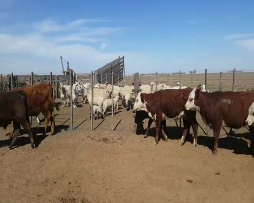 Lote (Vendido)26 Terneros/as a remate en Primer Remate Virtual, Córdoba