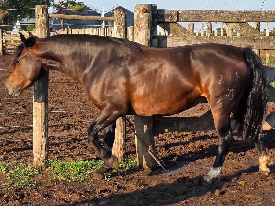 Lote Goyaz Chico Cereza