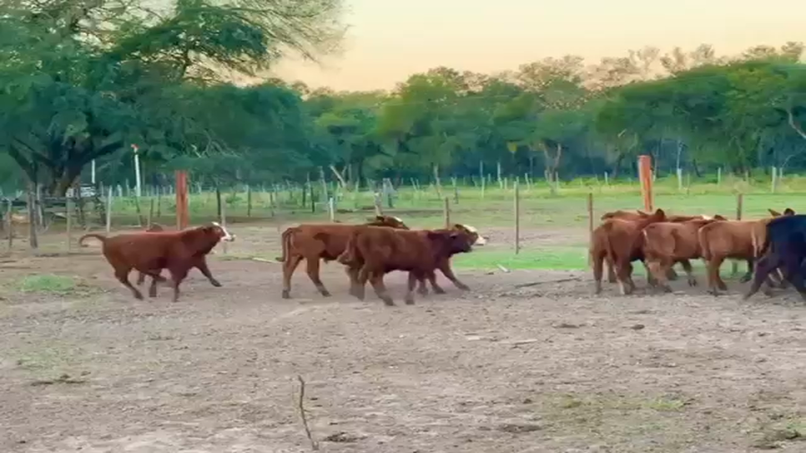 Lote 70 Terneros/as en Chaco, Las Palmas