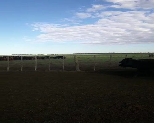 Lote 60 Terneros/as en Bolívar, Buenos Aires