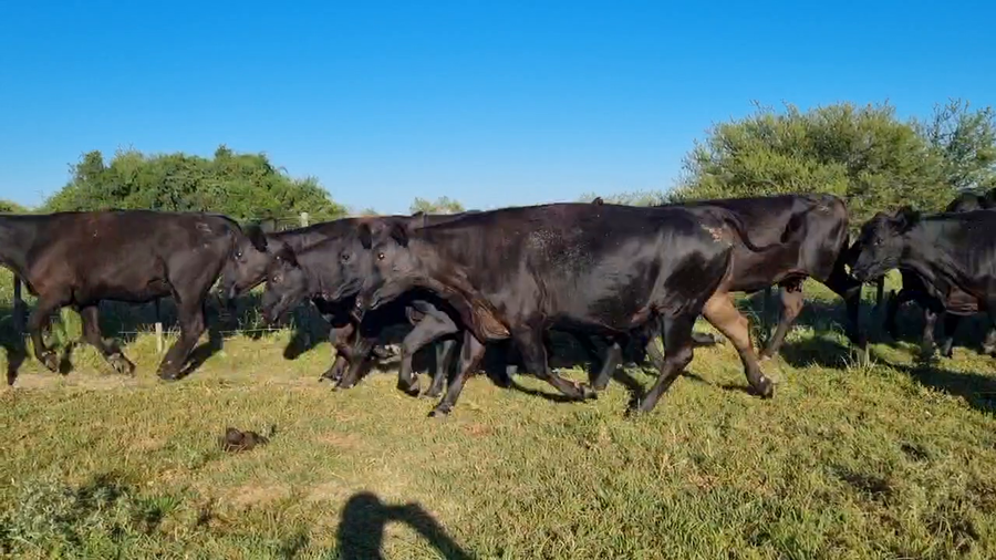 Lote 20 Vaquillonas C/ gtia de preñez
