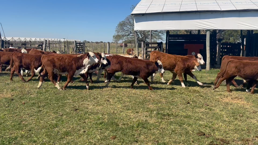 Lote 42 Terneros/as