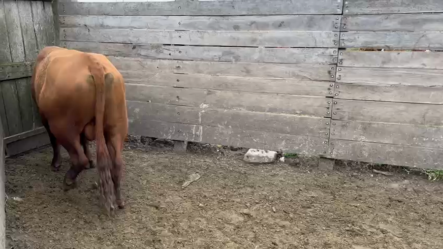 Lote Toros a remate en Ultima pantalla del año - Escritorio Camy 500kg - , San José