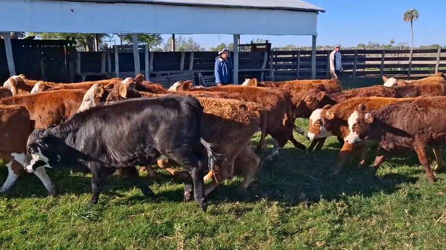 Lote 74 Terneros/as