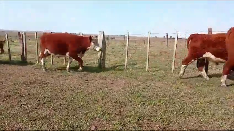 Lote 17 Novillos 2 a 3 años 17 HE a remate en Pantalla Expo Salto - Daniel Medina 478kg -  en SARANDI DE YACUY, KM 570 DE RUTA 3, 8 KM AL ESTE. 30 KM DE B.BRUM
