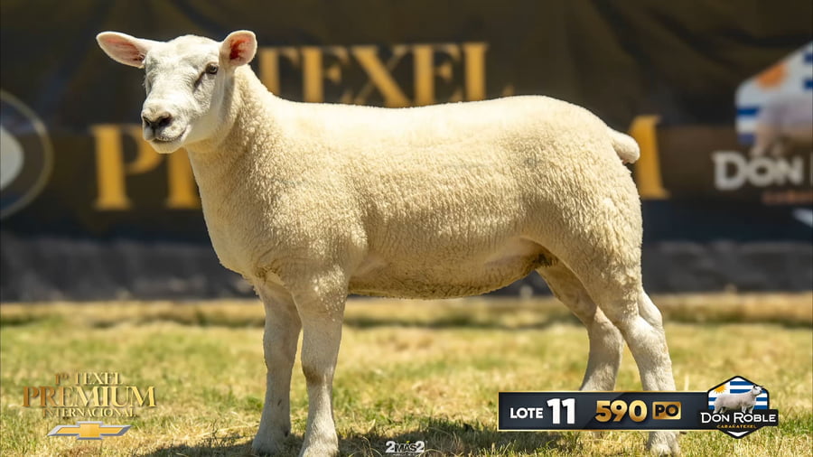 Lote Corderas a remate en 1º Texel Premium Internacional, Canelones