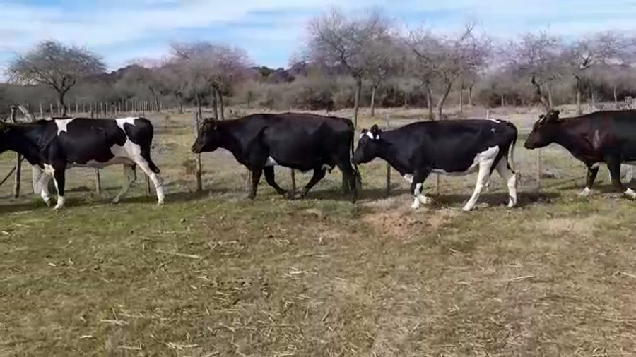 Lote (Vendido)5 Industria a remate en PANTALLA FEDERICO GARLAND 540kg -  en POLANCOS