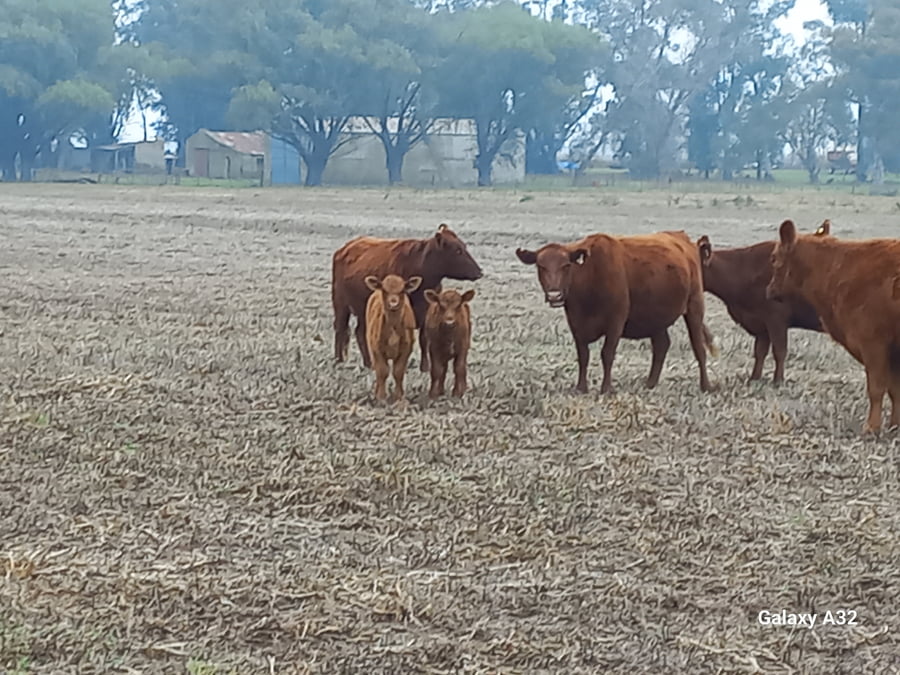 Lote 25 Vaquillonas C/ cria en Daireaux