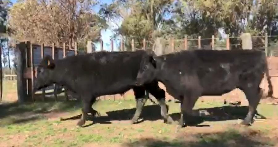 Lote 52 novillos 1-2