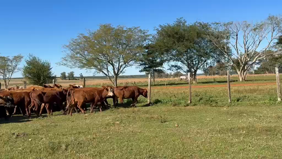 Lote 107 Vaquillonas