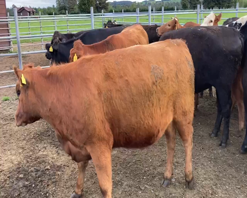 Lote 18 Vaquilla Gorda en Frutillar, X Región Los Lagos