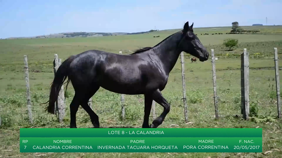 Lote Calandria Correntina