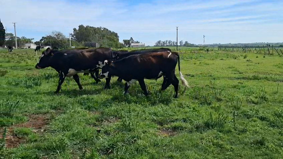 Lote NOVILLOS 1 a 2 AÑOS