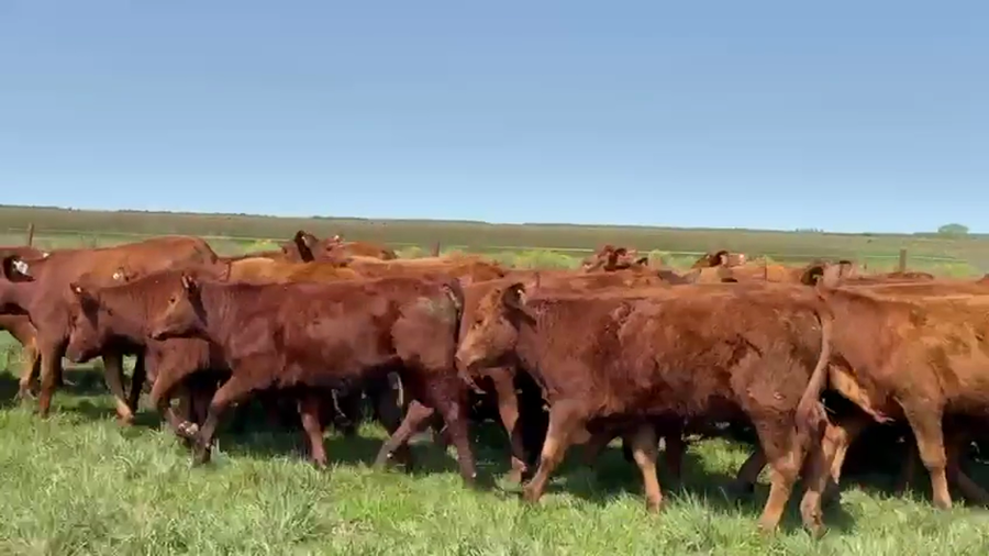 Lote 50 Terneras en Corrientes, Chavarría