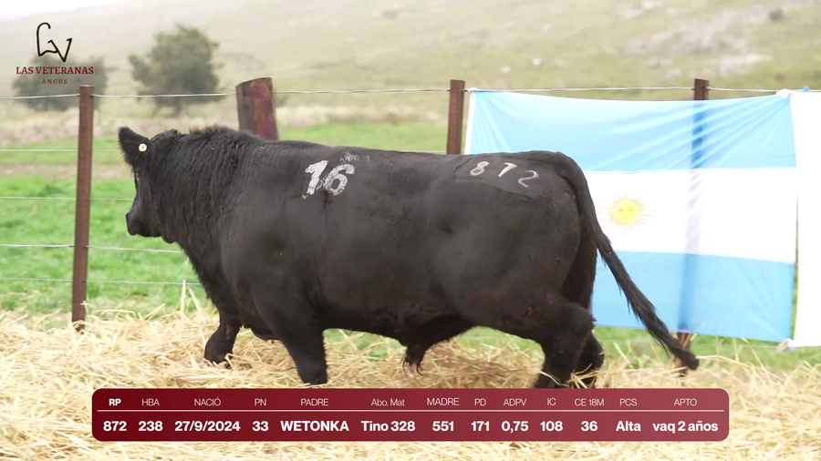 Lote Lote 5 Toros - RP 872