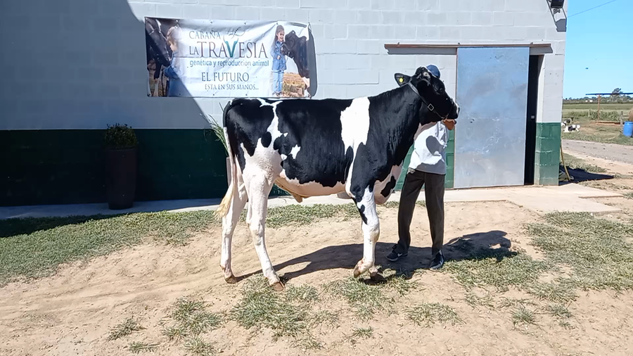 Lote Terneras - La Travesia De German Fux