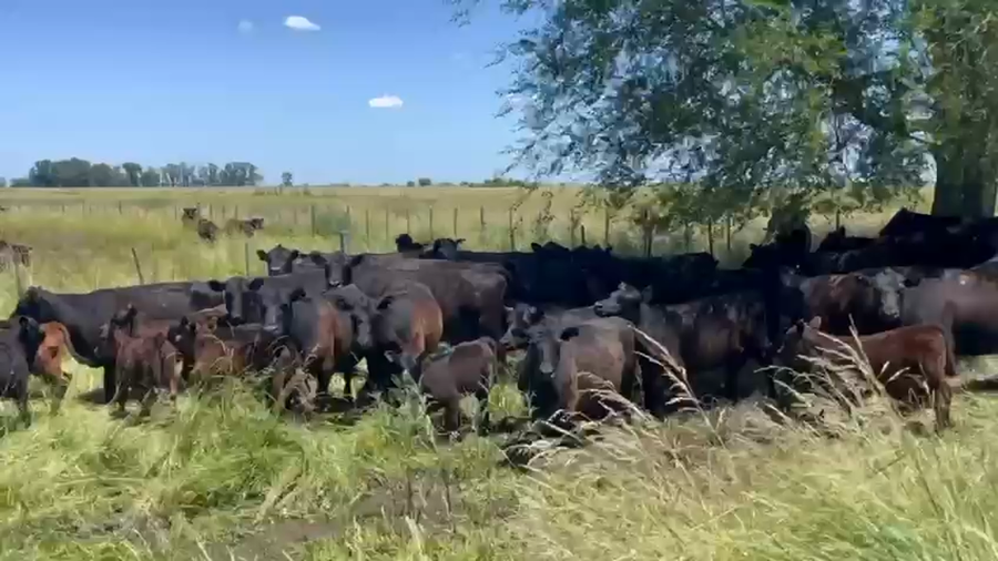 Lote 50 AL CTE USADAS