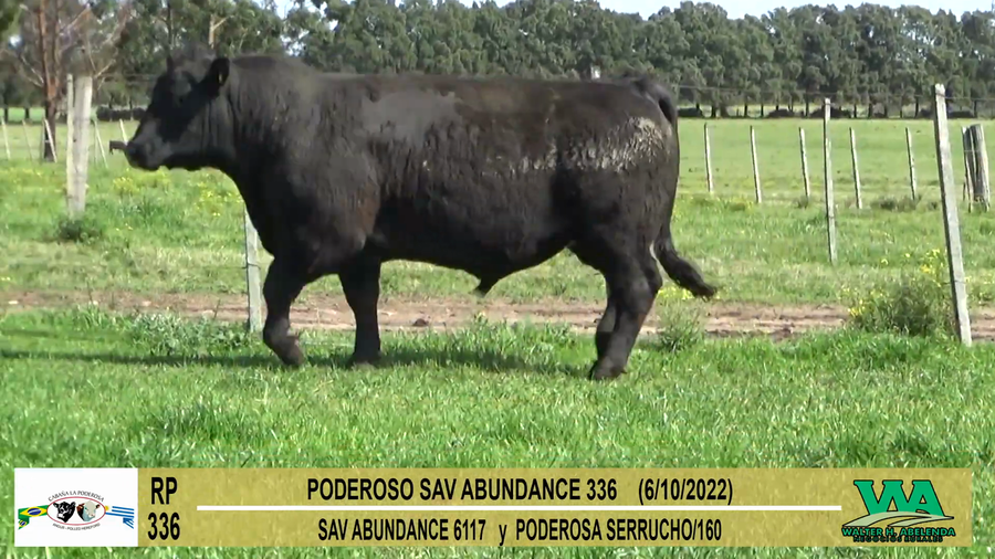 Lote Toros PI / PO / PC Angus a remate en Cabaña La Poderosa, Florida