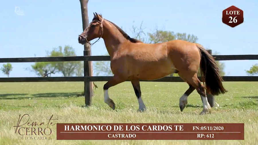 Lote HARMONICO DE LOS CARDOS TE