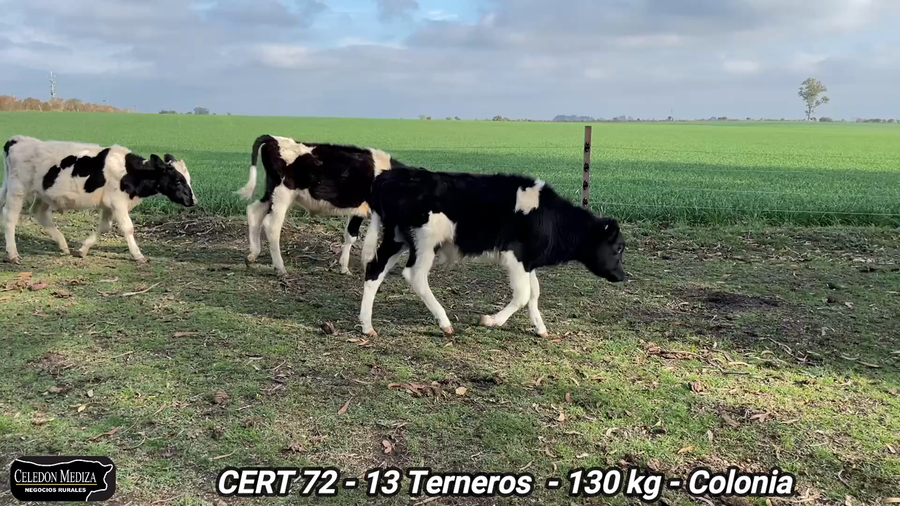 Lote 13 Terneros en Tarariras, Colonia