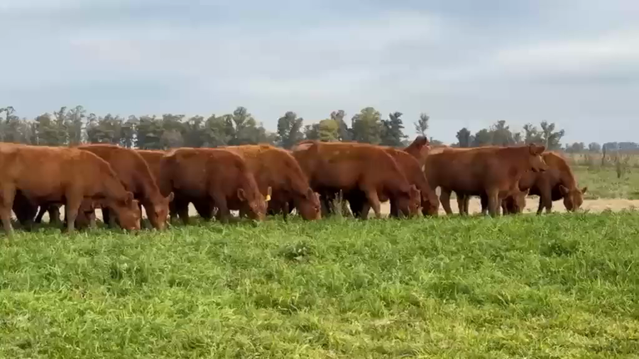 Lote 40 Vaquillonas preñadas