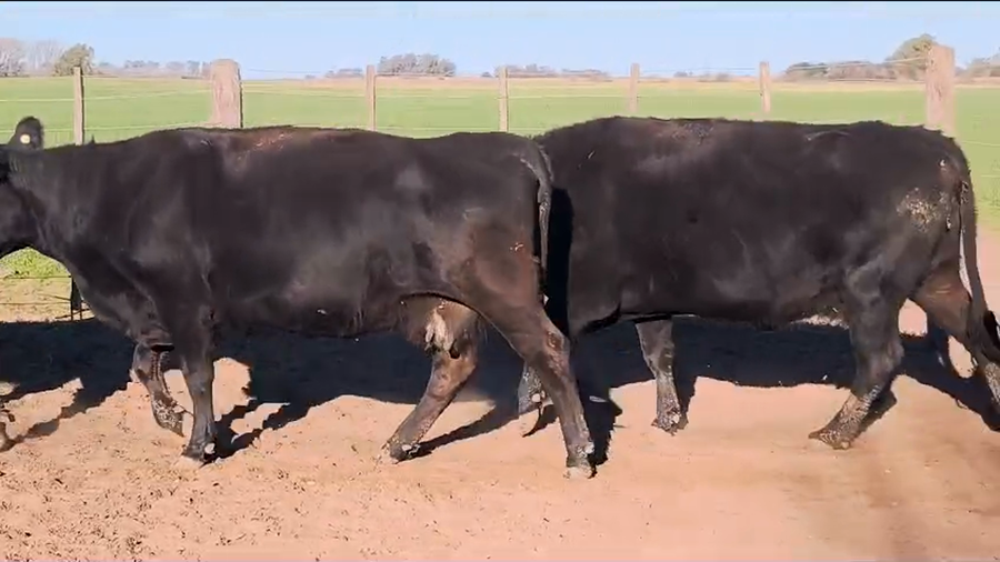 Lote 35 Vacas nuevas C/ gtia de preñez en Buenos Aires, Bragado