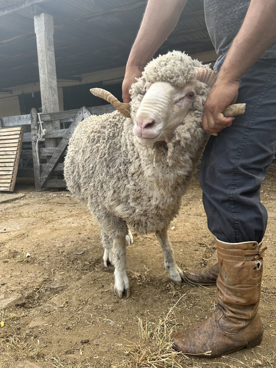 Lote Borrego 2D (MO: Si)
