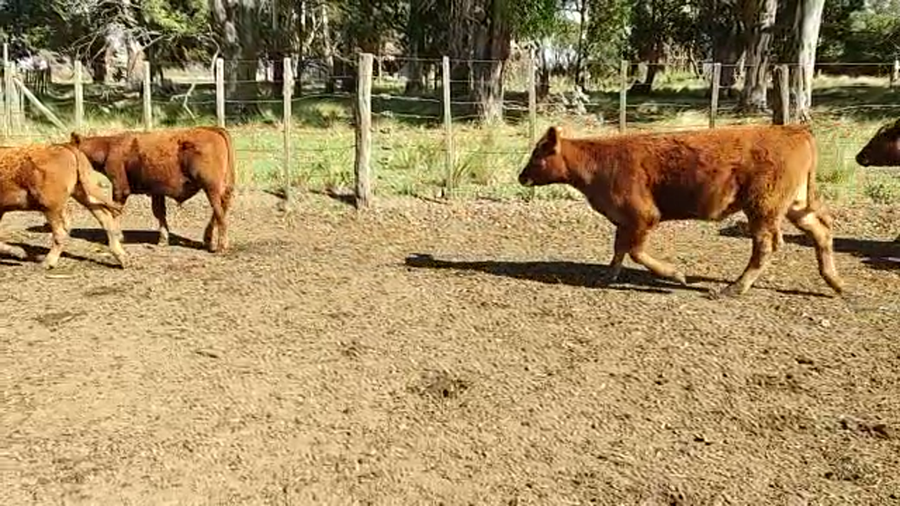 Lote 89 TERNEROS  EN CORONEL SUAREZ