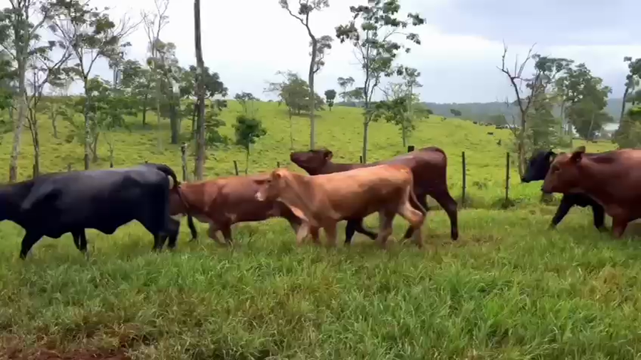 Lote 100 Vaquillonas