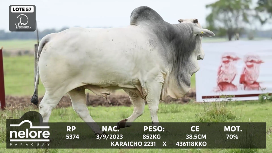Lote LOTE 57