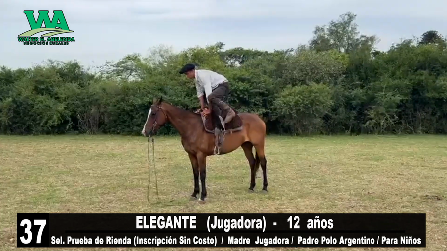 Lote ELEGANTE