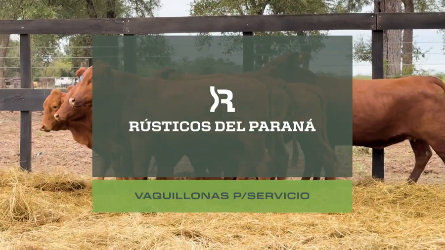 Lote VAQUILLAS P/ SERVICIO