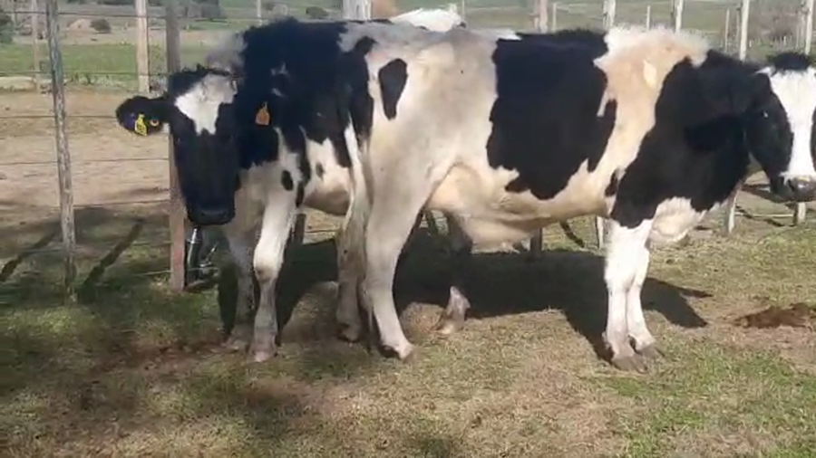 Lote 2 Vaquillonas 1 a 2 años HOLANDO a remate en PANTALLA CAMY 400kg - , San José