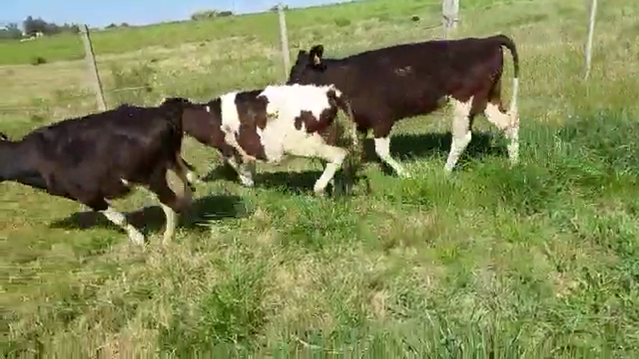 Lote 25 Terneras HOLANDO a remate en REMATE POR PANTALLA 170kg - , San José