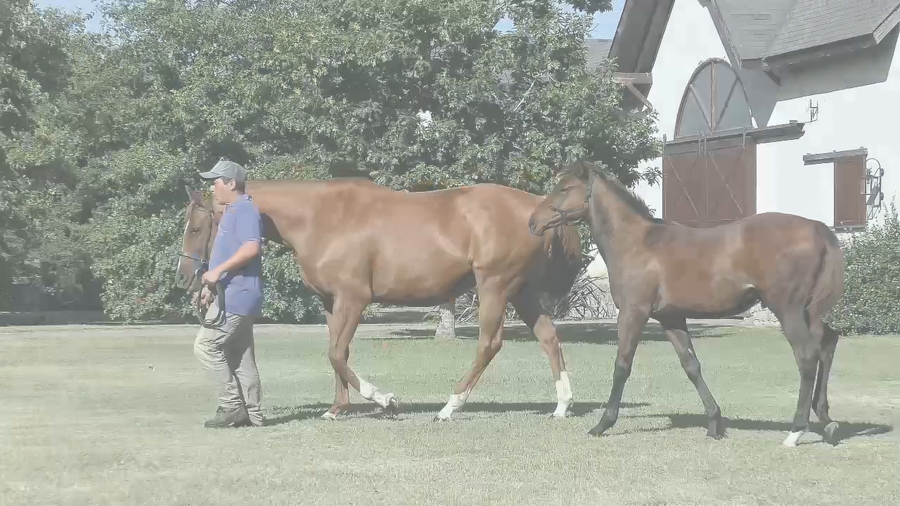 Lote FUSIONADA (HELIOSTATIC -  FUZZY LOGIC) Con cria y Preñez de RERIDE