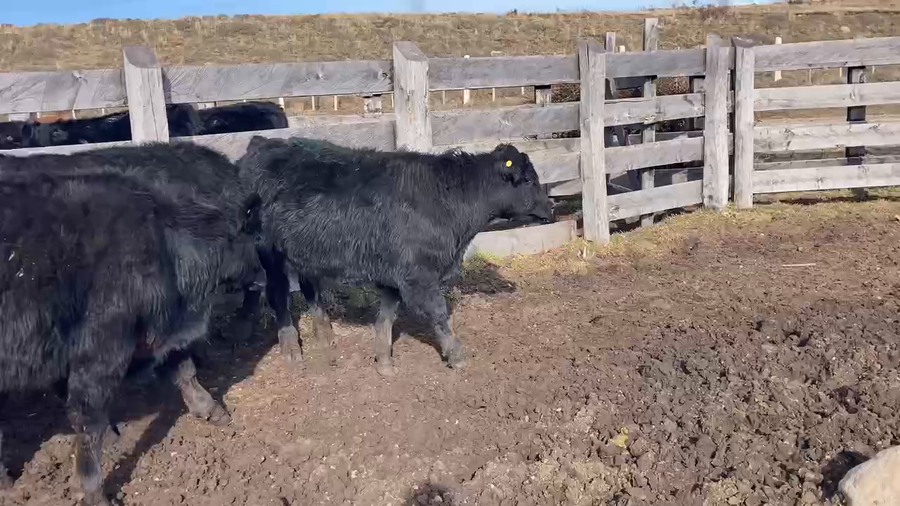 Lote 17 Ternero en XI Región Aysén, Coyhaique